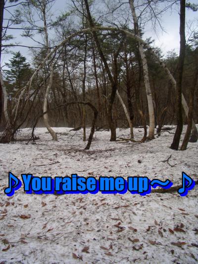 【桜狩り】臥龍桜~荘川桜~西光寺~白川郷編