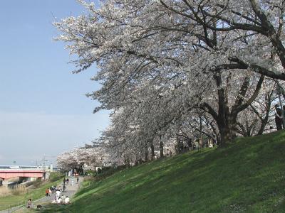 京都八幡、背割り堤の桜見物