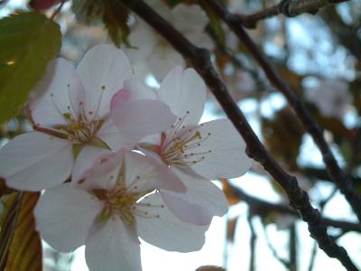 静内二十間道路の桜