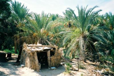 1997年秋のイタリア＆チュニジア旅行20日間その21：トズール（その１：ナツメヤシ・ジャングル）