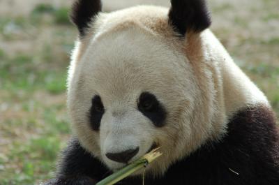 北京周辺 4日目 北京動物園