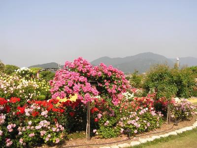 福岡の休日　パート２　その?駕与丁公園のバラ園