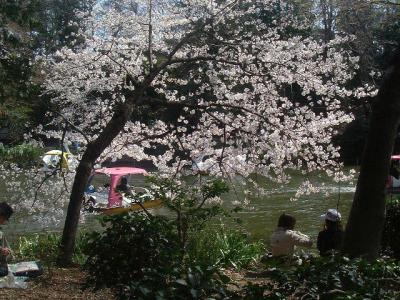 武蔵野桜＜井の頭公園＞