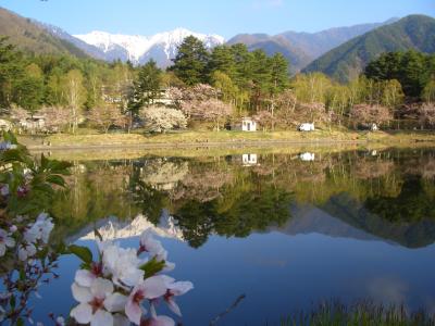 【桜狩り】駒つなぎの桜(昼神温泉)~花桃の里~光前寺(駒ヶ根)