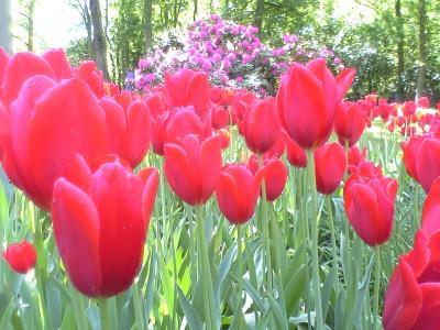 初ヨーロッパ！！　ぎりぎりセーフキューケンホフ?