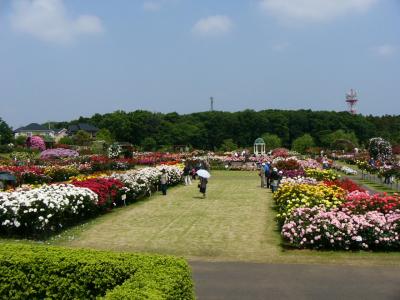 薔薇の花咲く公園(3)