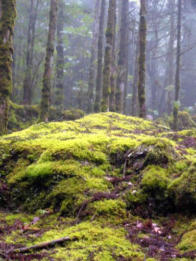 屋久島の旅　～苔生す森・縄文杉へ篇～