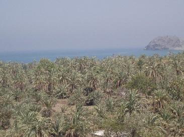 大自然満喫！！東海岸・フジャイラツアー☆