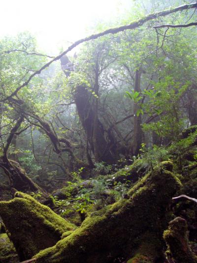 屋久島の旅　～もののけの森篇～