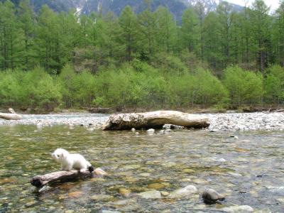 上高地、再び・・・