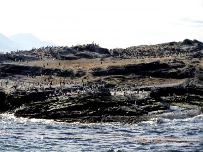 ウミウとオタリア大集合：パタゴニア