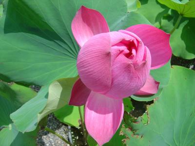 2004/07/25～29　浜名湖花博と帰省の旅