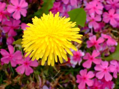 思う壺Barマダムの番外編~霧に阻まれた!ぬる~いツーリング&山中湖「花の都公園」