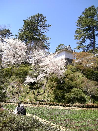 桜満開の小田原城