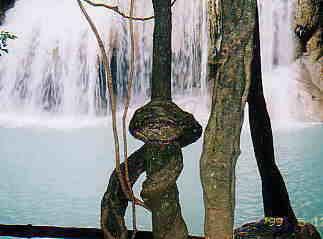 カンチャナブリ　と　おカマショー