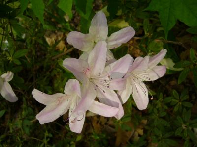 春うららか~☆彡十勝・公園巡りドライブ