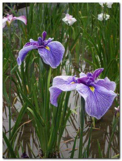 東京散策<サイクリング編>