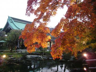 坂東四番長谷寺～紅葉ライトアップ