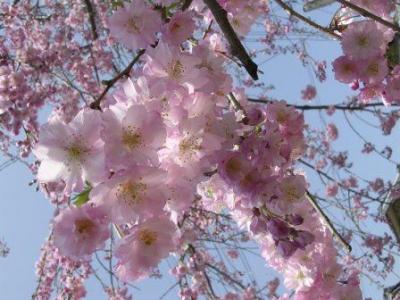 桜満開　京都
