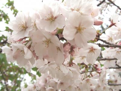 尾道 ～千光寺公園で花見～