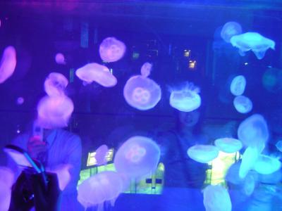 2006/06/09～10　横浜　中華街・八景島　1泊2日の旅　２日目