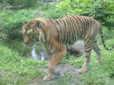 到津の森公園のトラ編