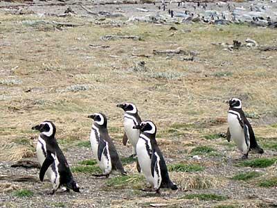 プンタ･アレーナスのペンギン営巣地
