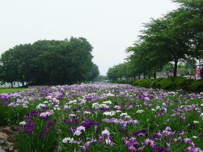 赤堀しょうぶ園に行って来ました。