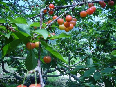 さくらんぼ狩り