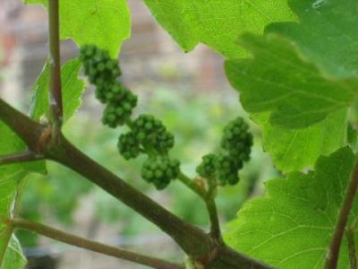 chacoとマタタビ　アルザス編