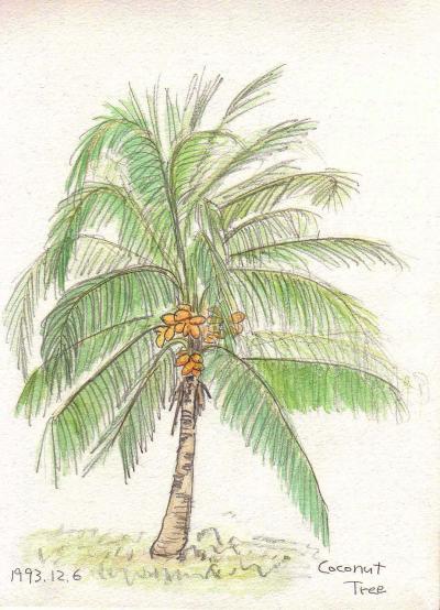 Coconut Tree