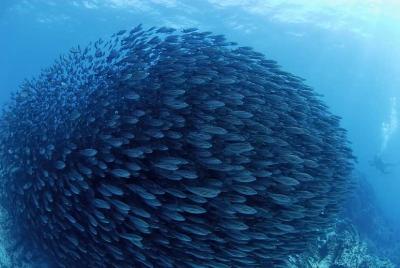 ２回目のガラパゴス　『イサキ玉編』