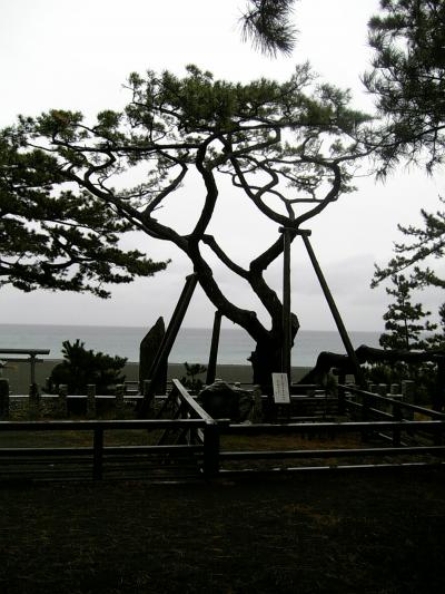 三保の松原の羽衣の松