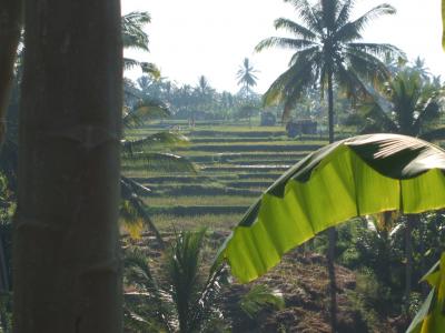 自転車でウブド名所を周る