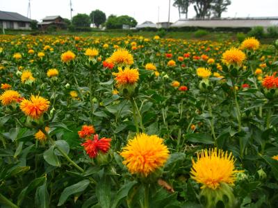 べに花の郷・桶川市&ラベンダーの丘・菖蒲町