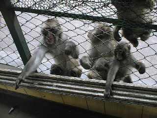 甲州ほうとうの旅