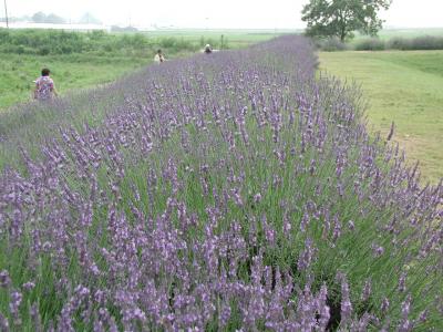 菖蒲町のラベンダー堤が見頃に
