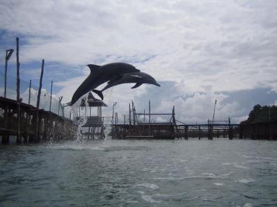 イルカに会いにバタム島へ！