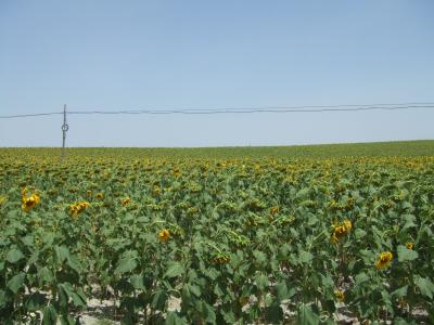 初夏のスペイン