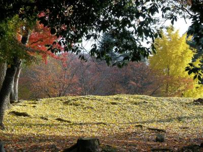 パリ便り【570】マロニエの紅葉が秋空に輝く