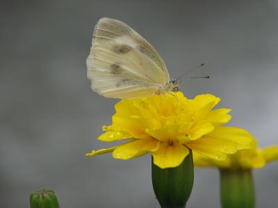 ぐんまフラワーパークー?　園内一巡り