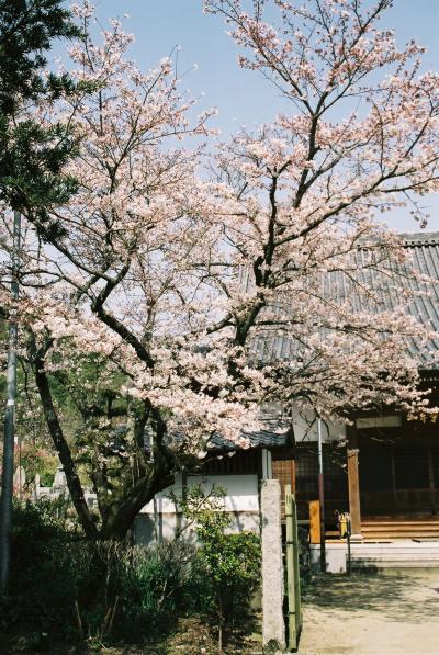 秋月・杉の馬場の桜並木
