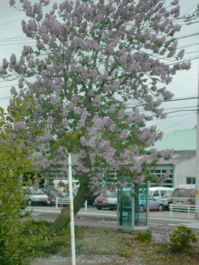 ジャカランダの花か?安城へ