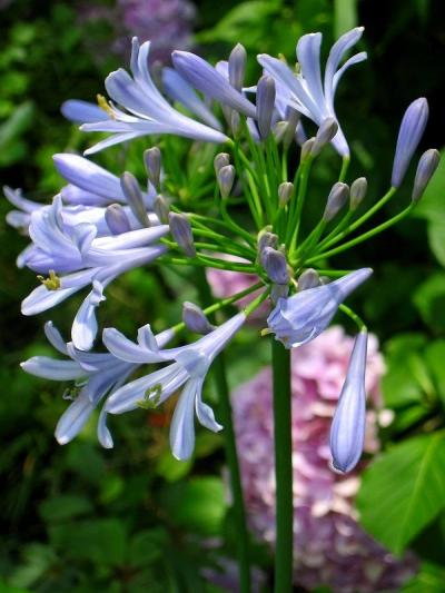 新緑の我が家２～紫陽花とアガパンサス、はらんきょうの収穫～