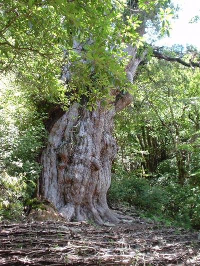 はじめての屋久島~縄文杉トレッキング編~