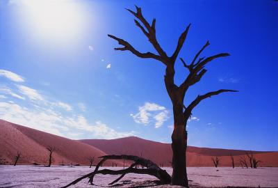 灼熱のナミブ砂漠／Ｄｕｎｅ４５／ナミビア