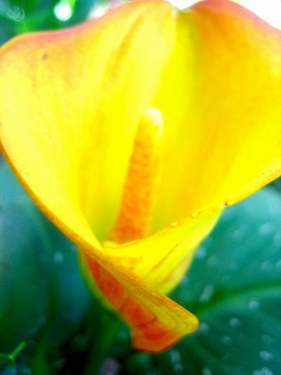 都会の中のオアシス☆フランクフルトパームガーデン