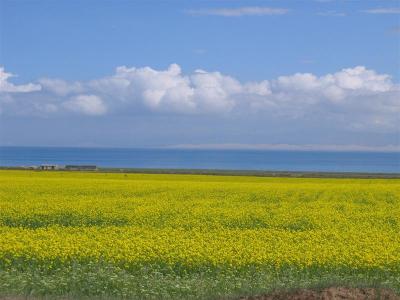 青海省の菜の花