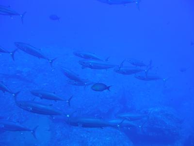 また台風に会う旅？！ in 沖縄（海の中編　その3）