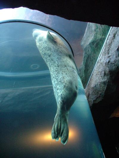 旭山動物園に行ってきました。